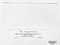 Microsphaera ravenelii image